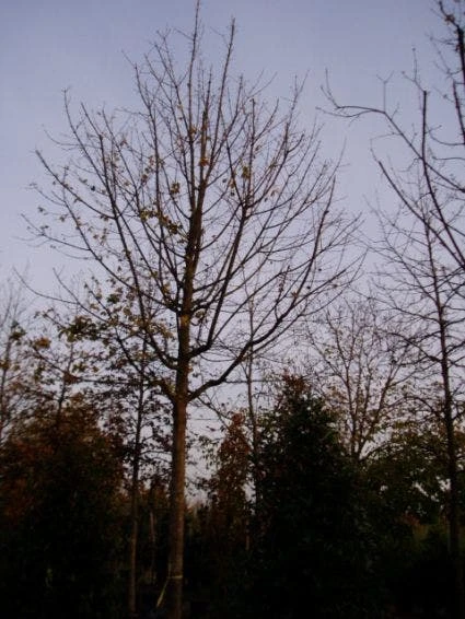 Spaanse Aak (Acer Campestre) 2 Spaanse Aak (Acer Campestre) - Afbeelding 2