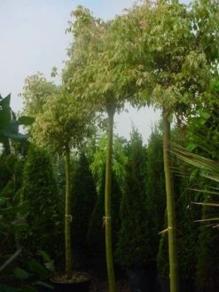 Vederesdoorn Als Boom (Acer Negundo 'Flamingo') -Planten Verkoopwinkel 20120219161731 11 1