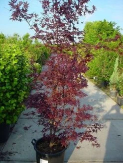 Japanse Esdoorn (Acer Palmatum 'Atropurpureum') -Planten Verkoopwinkel 20120219161852 9 2