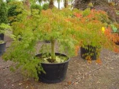 Japanse Esdoorn (Acer Palmatum 'Dissectum') 28 Japanse Esdoorn (Acer Palmatum 'Dissectum') -Planten Verkoopwinkel 20120219170606 11