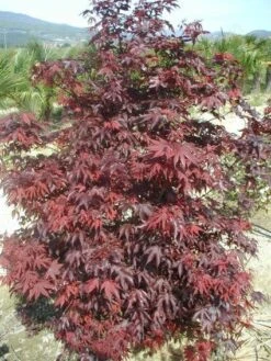 Japanse Esdoorn (Acer Palmatum 'Fireglow') -Planten Verkoopwinkel 20120220091027 11