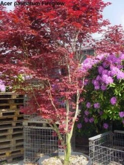 Japanse Esdoorn (Acer Palmatum 'Fireglow') -Planten Verkoopwinkel 20120220091058 11