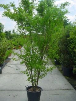 Japanse Esdoorn (Acer Palmatum) -Planten Verkoopwinkel 20120220092844 11