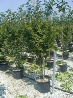 Japanse Esdoorn (Acer Palmatum) -Planten Verkoopwinkel 20120220093454 11