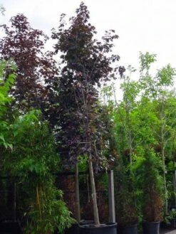 Rode Esdoorn (Acer Platanoides 'Crimson King') -Planten Verkoopwinkel 20120220093721 18 1