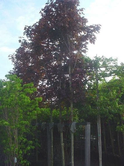 Rode Esdoorn (Acer Platanoides 'Crimson King') 3 Rode Esdoorn (Acer Platanoides 'Crimson King') - Afbeelding 3