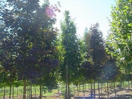 Rode Esdoorn (Acer Platanoides 'Crimson King') 1 Rode Esdoorn (Acer Platanoides 'Crimson King')