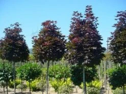 Noorse Esdoorn (Acer Platanoides 'Crimson Sentry') -Planten Verkoopwinkel 20120220094000 12