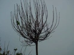 Bolesdoorn (Acer Platanoides 'Globosum') -Planten Verkoopwinkel 20120220094356 22 1