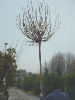 Bolesdoorn (Acer Platanoides 'Globosum') -Planten Verkoopwinkel 20120220094413 22 1