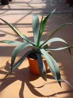 Agave (Agave Americana) -Planten Verkoopwinkel 20120220095510 3