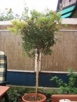 Lampepoetserplant Op Stam (Callistemon Laevis ) 5 Lampepoetserplant Op Stam (Callistemon Laevis ) -Planten Verkoopwinkel 20120220111108 1