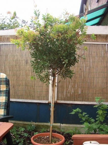 Lampepoetserplant Op Stam (Callistemon Laevis ) 3 Lampepoetserplant Op Stam (Callistemon Laevis ) - Afbeelding 3