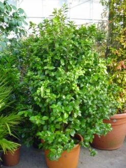 Camelia (Camellia, Wit) -Planten Verkoopwinkel 20120220112651 5 1