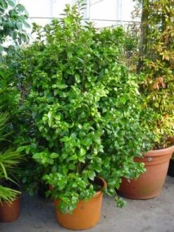 Camelia (Camellia, Rose) -Planten Verkoopwinkel 20120220112744 20 4