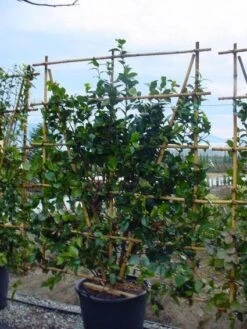 Camelia Als Leivorm (Camellia Japonica) -Planten Verkoopwinkel 20120220112828 2