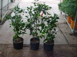 Camelia (Camellia, Rood) -Planten Verkoopwinkel 20120220112914 60 12 1