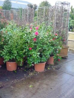 Camelia (Camellia, Rose) -Planten Verkoopwinkel 20120220113125 20 4