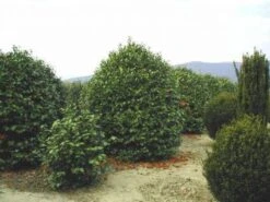 Camelia (Camellia, Rood) -Planten Verkoopwinkel 20120220113515 24 12 12 1