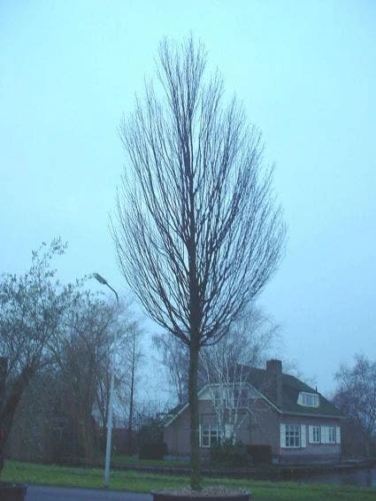 Haagbeuk (Carpinus Betulus 'Fastigiata') 2 Haagbeuk (Carpinus Betulus 'Fastigiata') - Afbeelding 2