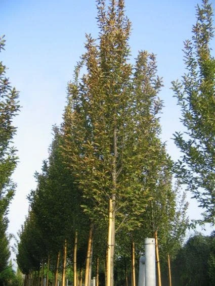 Haagbeuk (Carpinus Betulus 'Fastigiata') 1 Haagbeuk (Carpinus Betulus 'Fastigiata')