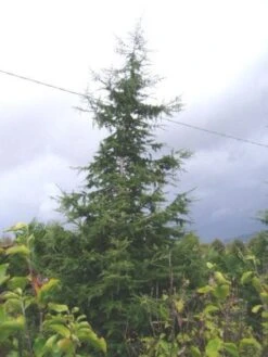 Libanonceder (Cedrus Libani) -Planten Verkoopwinkel 20120220143307 17