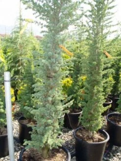 Zuilvormige Ceder (Cedrus Libani 'Fastigiata') 24 Zuilvormige Ceder (Cedrus Libani 'Fastigiata') -Planten Verkoopwinkel 20120220143513 10