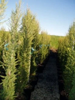 Zuilvormige Ceder (Cedrus Libani 'Fastigiata') 23 Zuilvormige Ceder (Cedrus Libani 'Fastigiata') -Planten Verkoopwinkel 20120220143559 10