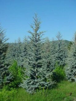 Atlasceder (Cedrus Libani 'Glauca') 13 Atlasceder (Cedrus Libani 'Glauca') -Planten Verkoopwinkel 20120220143808 23