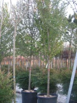 Judasboom (Cercis Siliquastrum) -Planten Verkoopwinkel 20120220144824 10 2