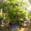 Dwergpalm (Chamaerops Humilis 'Vulcano') -Planten Verkoopwinkel 20120220145239 8 1