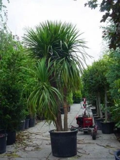Cordyline (Cordyline Australis) -Planten Verkoopwinkel 20120220150047 8