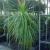 Cordyline (Cordyline Australis) -Planten Verkoopwinkel 20120220150255 8