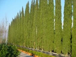 Italiaanse Cypres (Cupressus Sempervirens 'Stricta') -Planten Verkoopwinkel 20120220154406 15 1