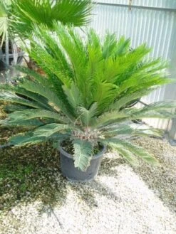 Cycaspalm (Cycas Revoluta) -Planten Verkoopwinkel 20120220154549 5 2