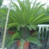 Cycaspalm (Cycas Revoluta) -Planten Verkoopwinkel 20120220154616 5 2