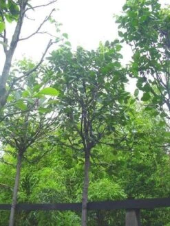 Kweepeer (Cydonia Oblonga) 7 Kweepeer (Cydonia Oblonga) -Planten Verkoopwinkel 20120220154724 2 1