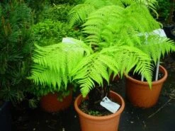 Grote Boomvaren (Dicksonia Antarctica) -Planten Verkoopwinkel 20120220154826 11 1