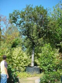 Kaki (Diospyros Kaki) -Planten Verkoopwinkel 20120220155112 8