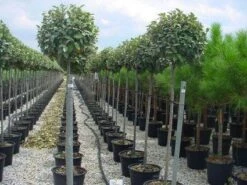 Olijfwilg Als Boom (Elaeagnus Pungens 'Maculata') 9 Olijfwilg Als Boom (Elaeagnus Pungens 'Maculata') -Planten Verkoopwinkel 20120220160404 8