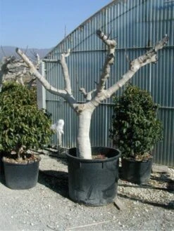 Vijg Als Solitair (Ficus Carica) -Planten Verkoopwinkel 20120220162113 7 2