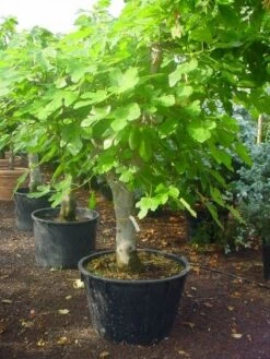 Vijg Als Solitair (Ficus Carica) -Planten Verkoopwinkel 20120220162214 7 1
