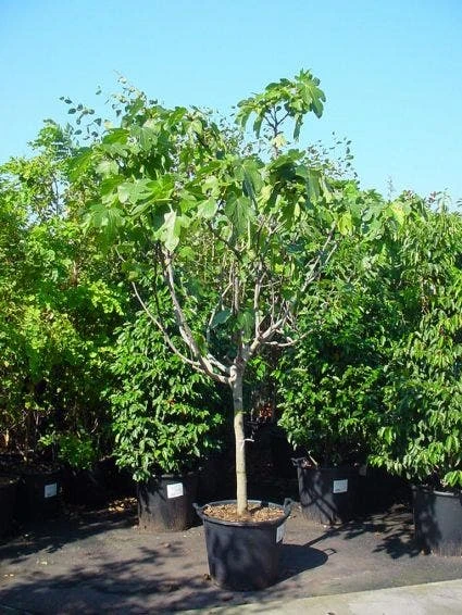 Vijg Op Stam (Ficus Carica) 4 Vijg Op Stam (Ficus Carica) - Afbeelding 4