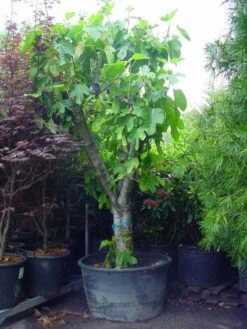 Vijg Als Solitair (Ficus Carica) -Planten Verkoopwinkel 20120220162451 7 1