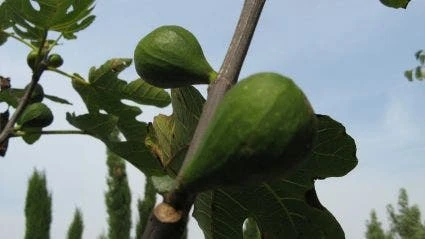 Vijg Op Stam (Ficus Carica) 3 Vijg Op Stam (Ficus Carica) - Afbeelding 3
