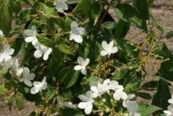 Sneeuwbal (Viburnum Plicatum 'Watanabe') -Planten Verkoopwinkel 20120221135107 8 1