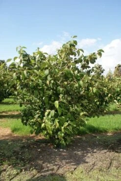 Japanse Sneeuwbal (Viburnum Plicatum 'Tomentosum') -Planten Verkoopwinkel 20120221140619 6 1