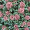 Skimmia (Skimmia Japonica 'Rubella') -Planten Verkoopwinkel 20120221150712 8