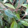 Olijfwilg Als Boom (Elaeagnus Pungens 'Maculata') -Planten Verkoopwinkel 20120225092847 8