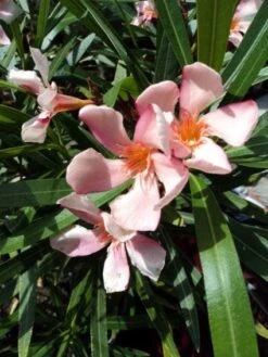 Roze Oleander (Nerium Oleander)